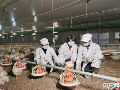 江西安源 抓住“鸡”遇 做“大文章” 家禽销售