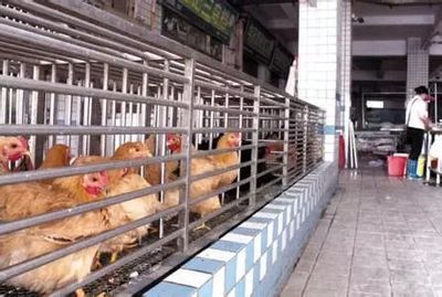 春节活禽禁售政策全面推行，家禽销售市场面临转型