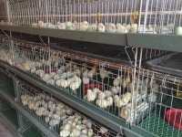 延川纵横新农养殖有限责任公司 家禽销售的优势与前景