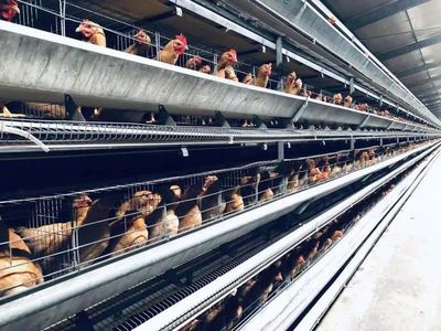 郁南企业严控疫情显担当 有序生产保供给稳家禽销售