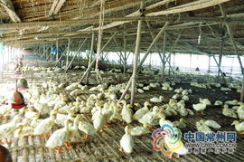 家禽市场新动态 销售模式创新助力行业稳健发展