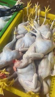 家禽鲜货直供，批发价格实惠
