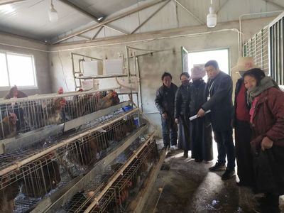 【江达简讯】小城动态导览 家禽销售市场持续升温，本地生态养殖受青睐