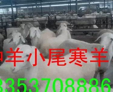 批发销售优质新品种牛犊、种羊、驴驹与图木舒克家禽，一站式畜牧良种供应