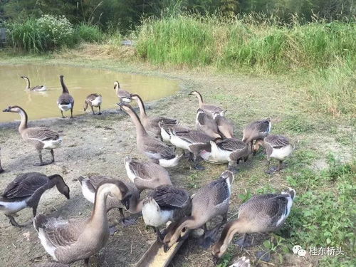 白水村朱明 从贫困户到致富带头人，家禽销售铺就脱贫路