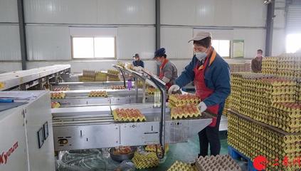 战疫不误农时 泾阳家禽产业稳健前行