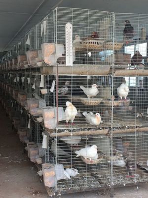 一口鲜嫩多汁，这才是家禽的正确打开方式！\n正文 亲爱的朋友们，你是不是总觉得菜市场上的家禽看着普通、味道一般？今天，我要带你开启舌尖上的家禽之旅，保证让你边读边咽口水！刚出锅的烤鸡，外皮金黄酥脆，轻轻一撕，汁水顺着纹理流淌开来；那鲜嫩的鸡肉在烧烤香气中跳舞，每一口都是幸福的点缀。蒸制的童子鸡，嫩得像初春的笋尖，配上特调的姜葱酱，舌尖能尝到晨曦的味道。更有野鸭五花姜辣豆腐，口感层次从油脂的滑润升级到手撕鸭肉的纤维Q弹，一丝焦香若隐若现，谁能扛住这般香喷喷的刺激？悄悄告诉你――我们有牧场直供的走地鸡和新鲜家