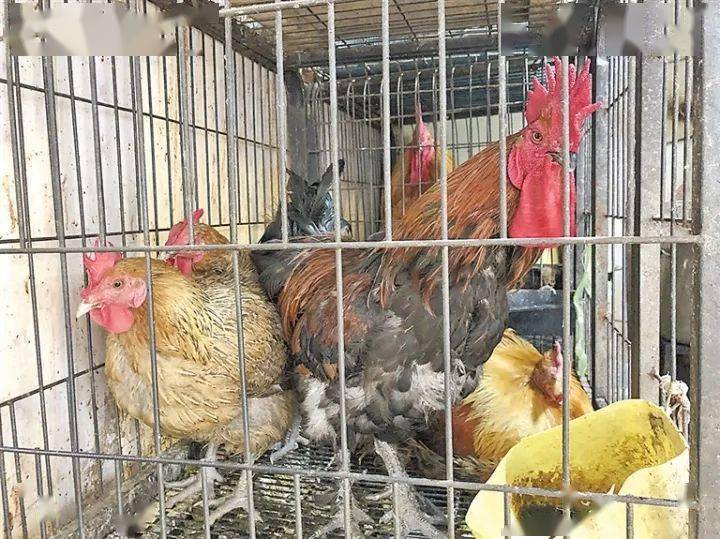 现杀现卖禁令下，曲靖市场家禽宰杀为何依旧？