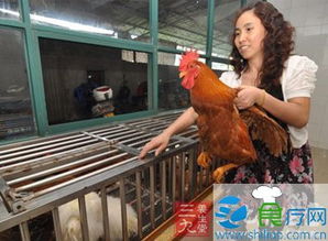 苏州暂停活禽交易 H7N9疫情再发引发家禽销售寒冬