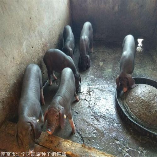 销售部 产品展厅 >纯种黑母猪 长条的苏太母猪 供应太湖母猪 凯耀家禽