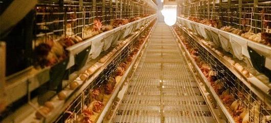 抓“两年”加快发展，夯“三基”提升能力 家禽销售行业砥砺前行