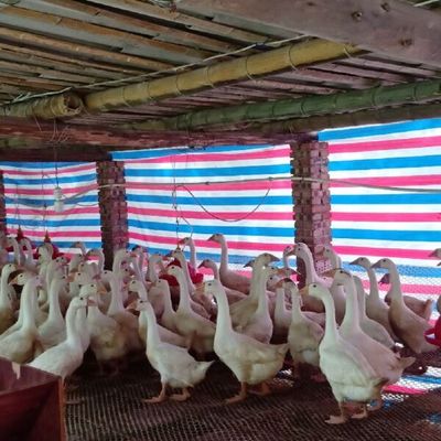 肉鹅批发指南 家禽市场中的稳定选择