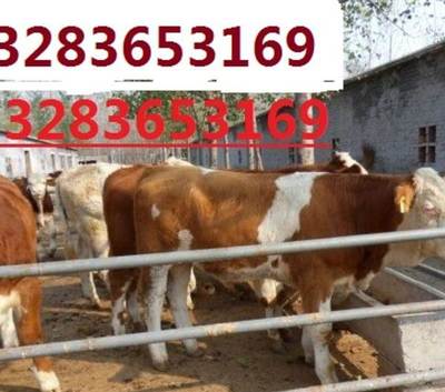 德宏家禽市场分析与供应动态 价格趋势与销售渠道