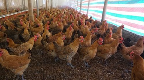 国内首个扬州实验室成功培育肉鸡新品种，家禽销售迎来新机遇